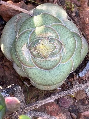Crassula hemisphaerica