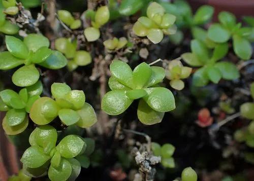 Crassula radicans