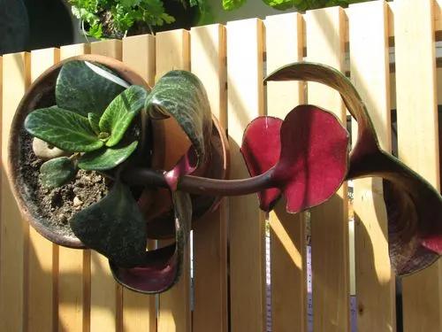 Crassula Streyi Toelken