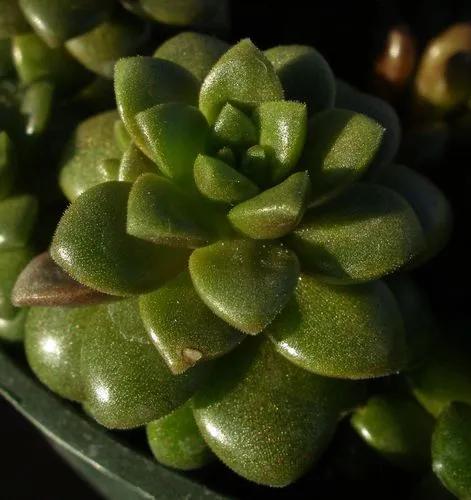 Cremnosedum 'Little Gem'