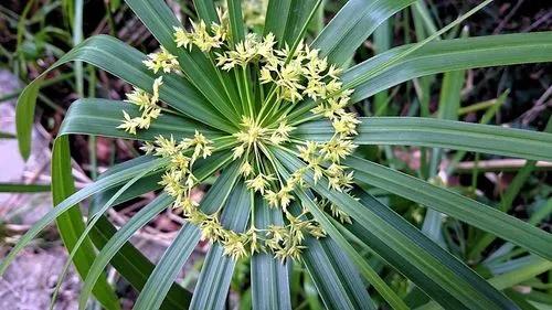 Cyperus Plants