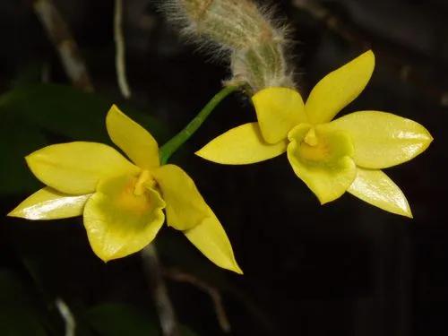 Dendrobium Orchid