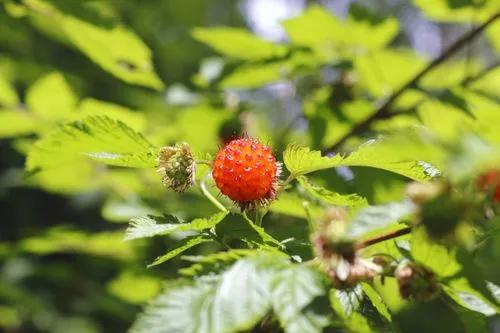 Salmon Berry