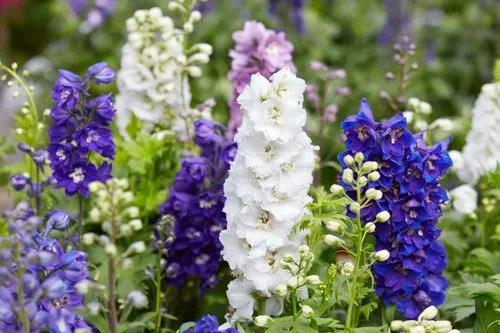 Mini stars delphinium