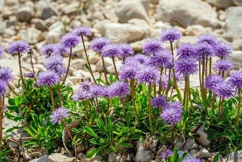 Small Scabious