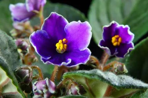 African violet