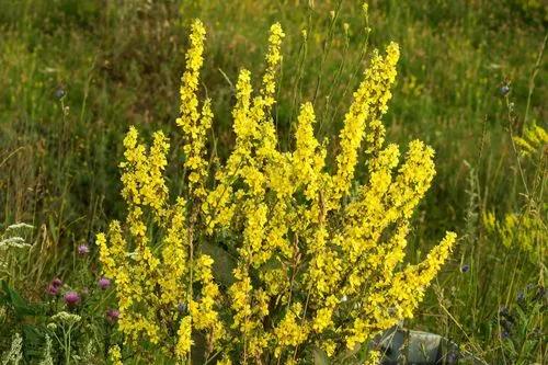 Common Mullein