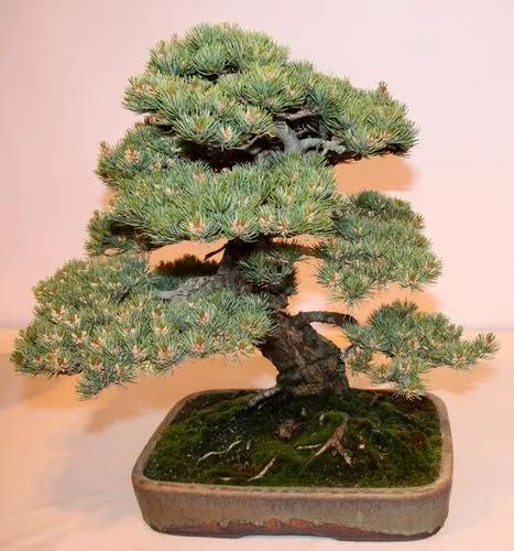 Black Spruce Bonsai