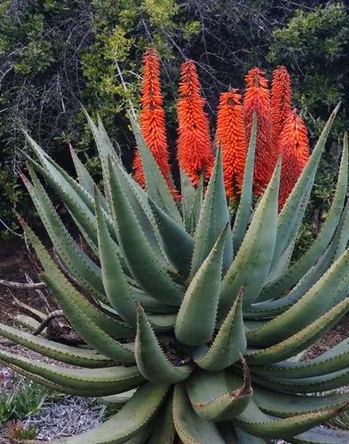 Fynbos Aloe