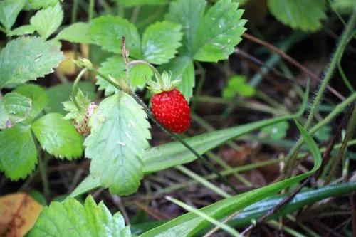 Strawberry Mignonette