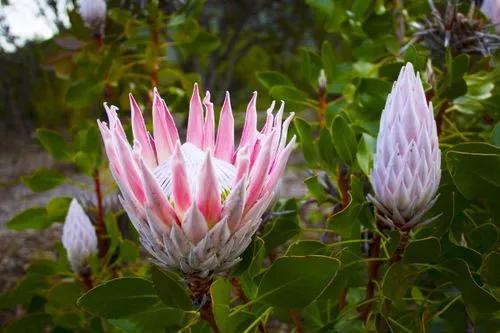 King protea