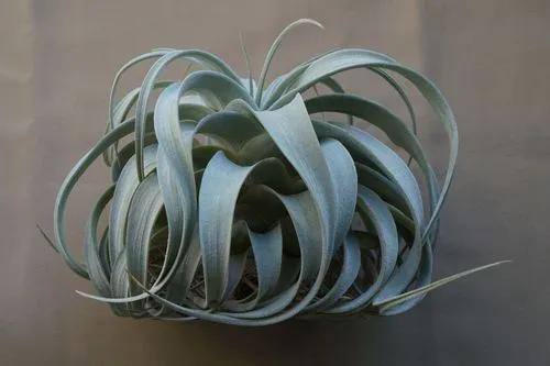 Tillandsia xerographica