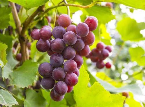 Catawaba grape