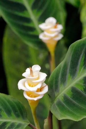 Calathea "Jungle Velvet"