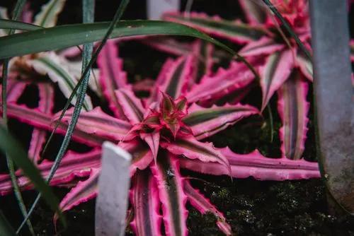 Cryptanthus