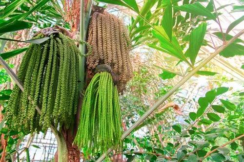 Fischschwanzpalme