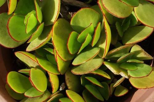 Ripple Jade Plant