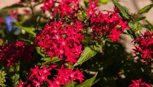 Egyptian star-cluster