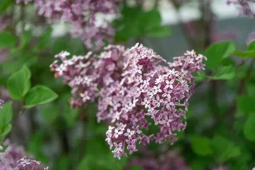 Korean lilac