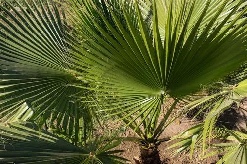 Windmill Palm