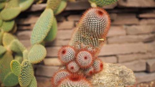 Spiny pincushion cactus