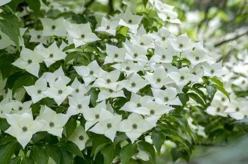 Japanese Flowering Dogwood