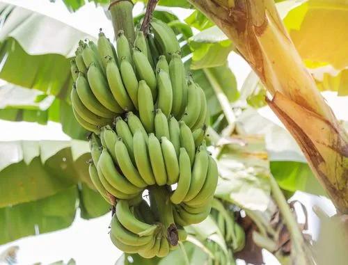 Dwarf Cavendish Banana