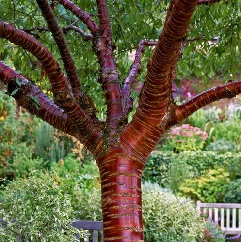 Birch Bark Flowering Cherry