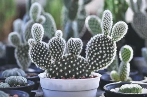 types of cactus plants with flowers