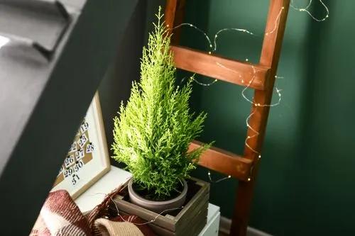 Lemon Cypress Indoors 'goldcrest'