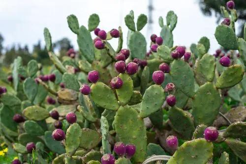 Eastern Prickly Pear