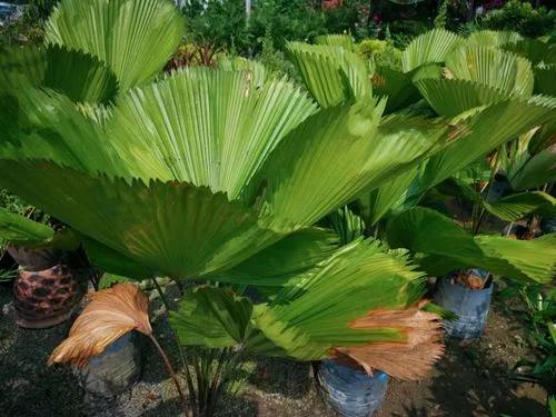 Ruffled fan palm