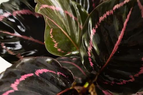 Rose Painted Calathea