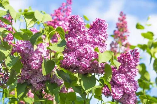 Common lilac