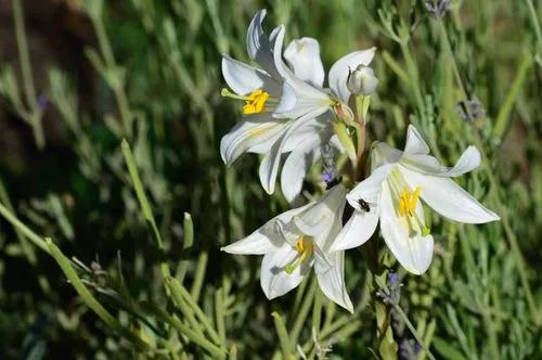 Madonna Lily