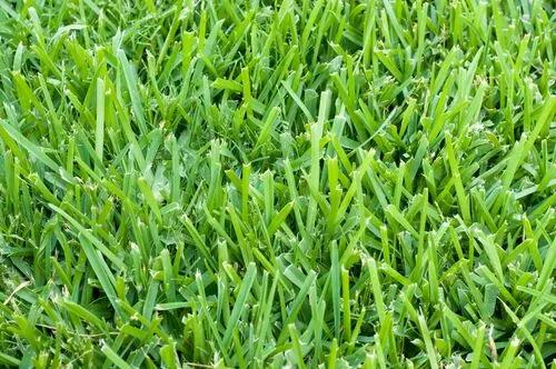 Buffalo Grass