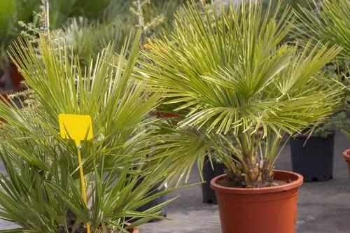 European Fan Palm