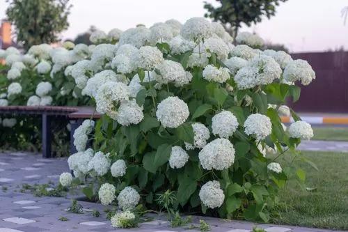 Hydrangea Arborescens