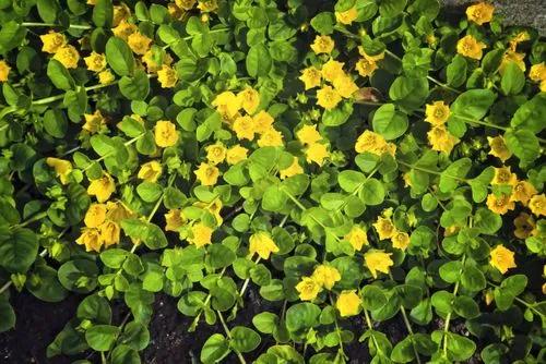 Creeping Jenny