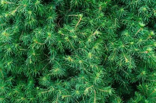 White Spruce