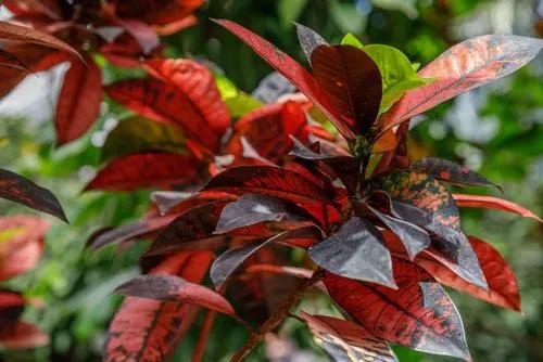 Garden Croton