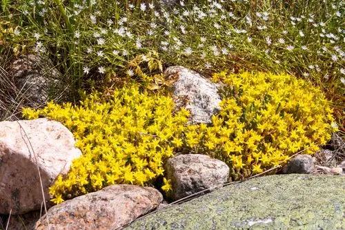 Goldmoss Stonecrop