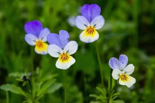 Wild pansy