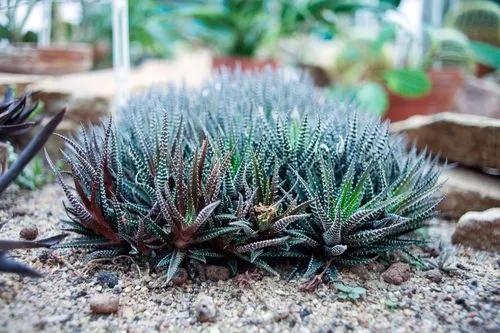 Zebra Haworthia