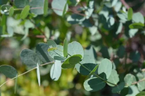 Cider Gum