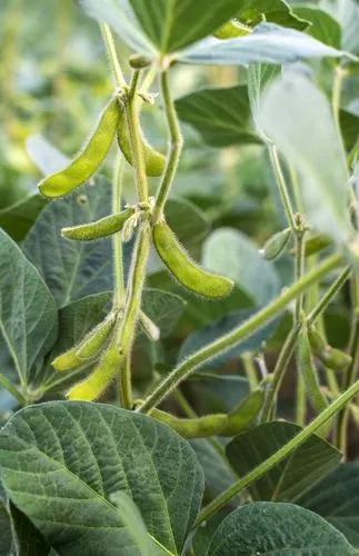 Soybean