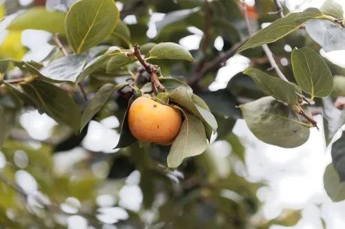 Diospyros Kaki