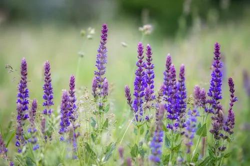 Meadow Sage