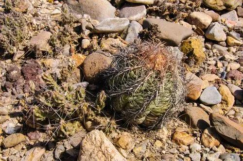 Horse crippler cactus