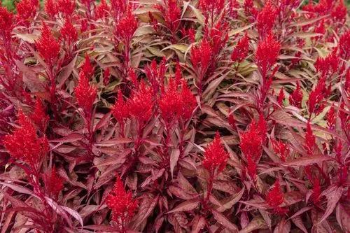 Celosia ’Dragon’s Breath’